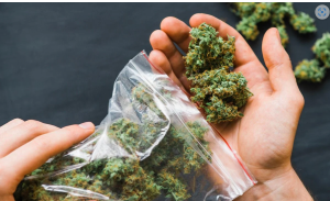 16% of illicit cannabis is contaminated with dangerous Fusarium mycotoxins,